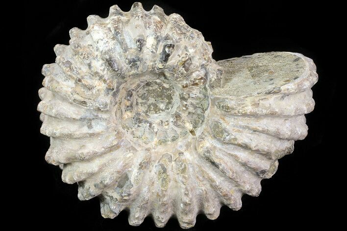 Bumpy Douvilleiceras Ammonite - Madagascar #79111